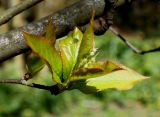 Photinia villosa. Побег с развивающимся соцветием. Германия, г. Krefeld, ботанический сад. 20.04.2013.