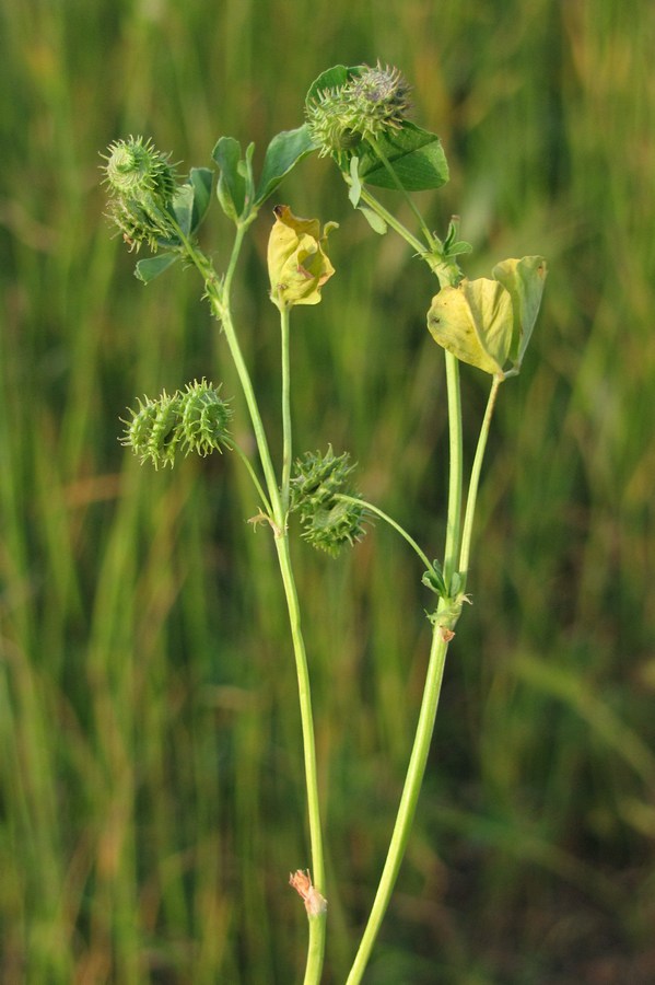 Image of Medicago denticulata specimen.