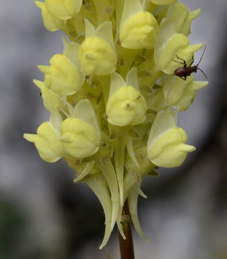 Изображение особи Linaria peloponnesiaca.