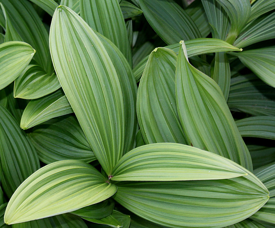 Image of genus Veratrum specimen.