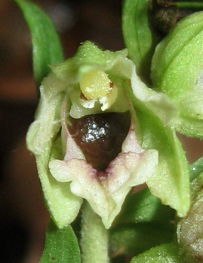 Image of Epipactis krymmontana specimen.