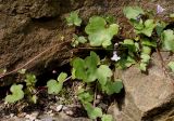 Cymbalaria muralis. Побеги с цветками. Германия, г. Krefeld, Ботанический сад. 08.06.2013.