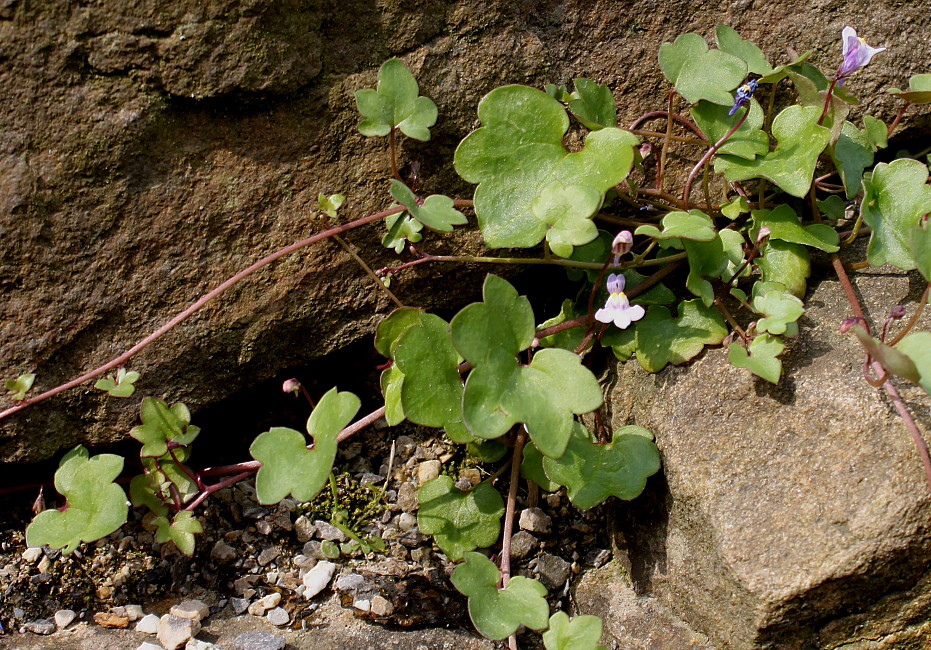 Image of Cymbalaria muralis specimen.