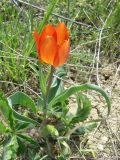 Tulipa suaveolens