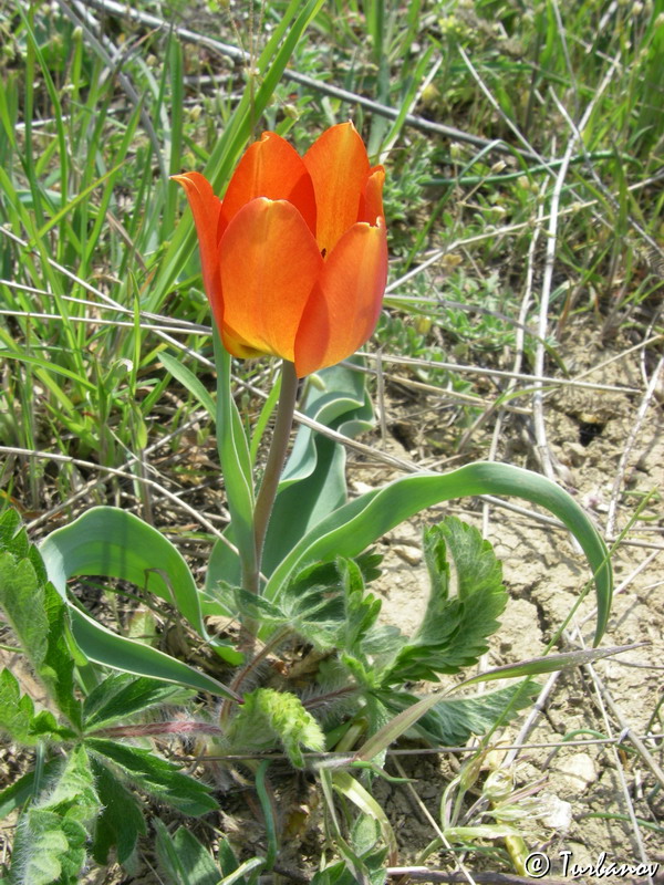 Image of Tulipa suaveolens specimen.