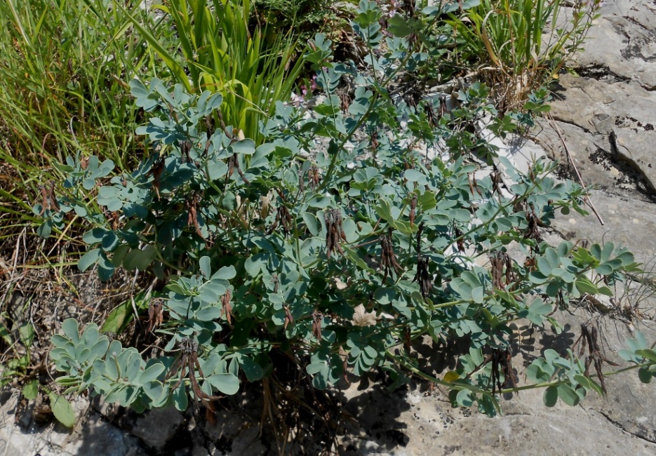 Image of Hippocrepis emeroides specimen.