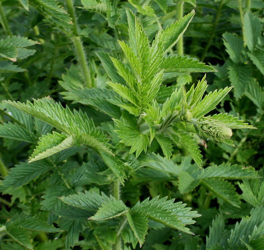 Изображение особи Agrimonia eupatoria.