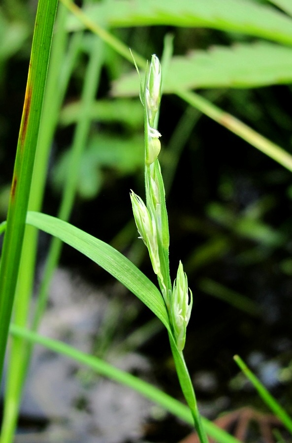 Изображение особи род Carex.