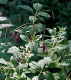 Fuchsia magellanica. Побеги с бутонами. Германия, г. Krefeld, Ботанический сад. 25.07.2013.