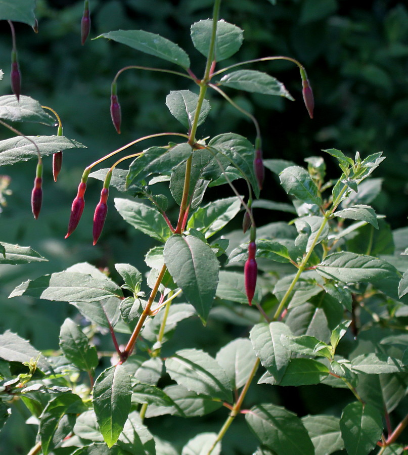 Image of Fuchsia magellanica specimen.