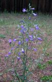 Campanula sibirica