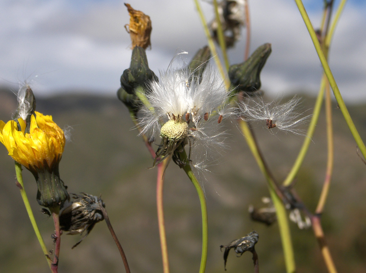 Image of Sonchus arvensis specimen.