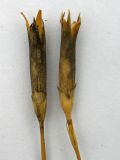 Dianthus lanceolatus