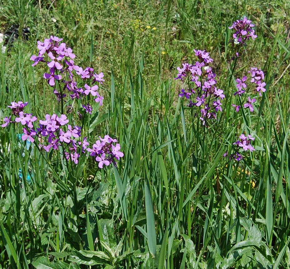 Изображение особи Hesperis matronalis.