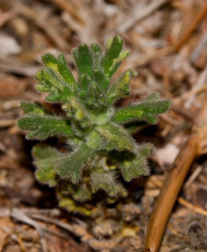 Image of Ajuga iva specimen.