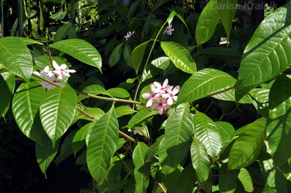 Изображение особи Kopsia fruticosa.