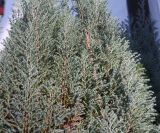 Juniperus communis