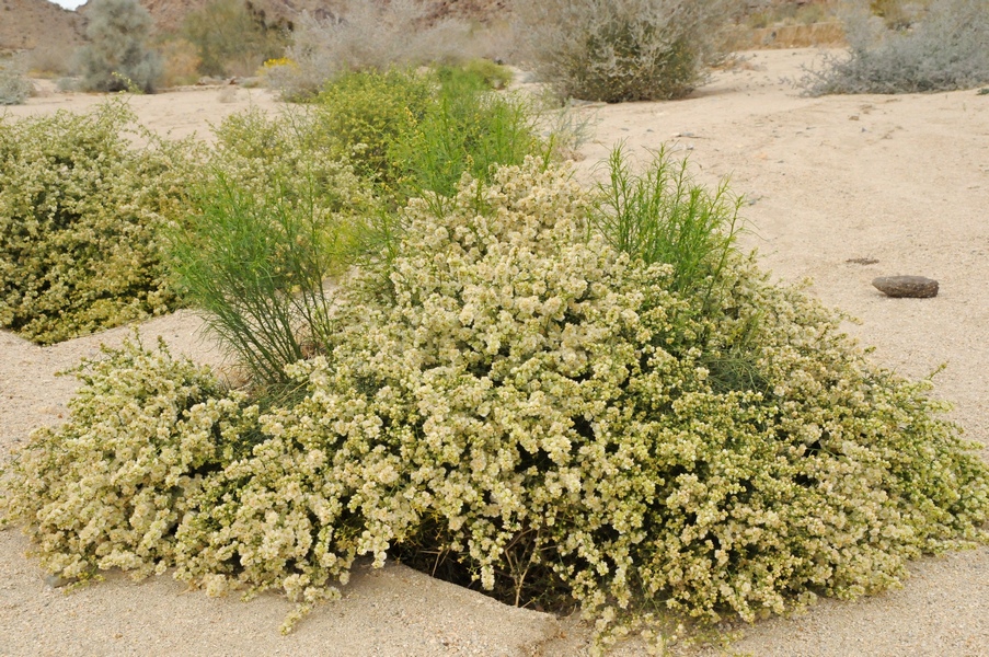 Изображение особи Ambrosia salsola.