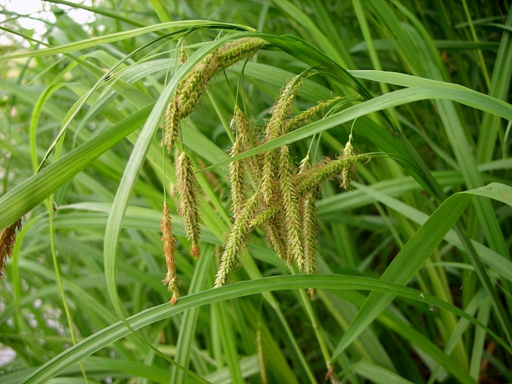 Изображение особи род Carex.