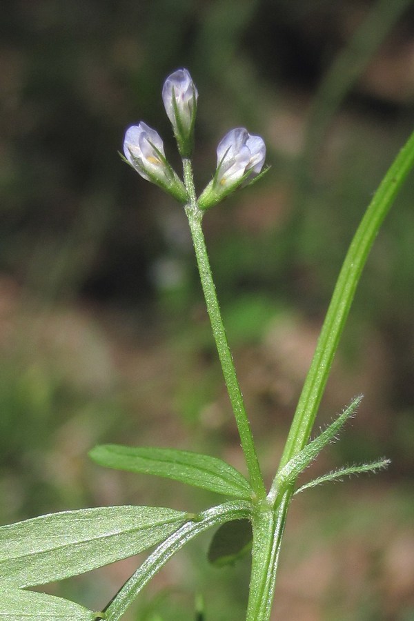 Image of Vicia loiseleurii specimen.