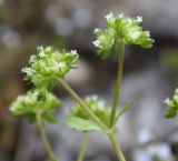 Valerianella locusta. Верхушка отцветающего и плодоносящего растения. Словения, Любляна, железнодорожная насыпь. 11.05.2014.