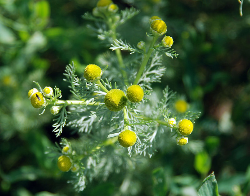 Image of Matricaria discoidea specimen.