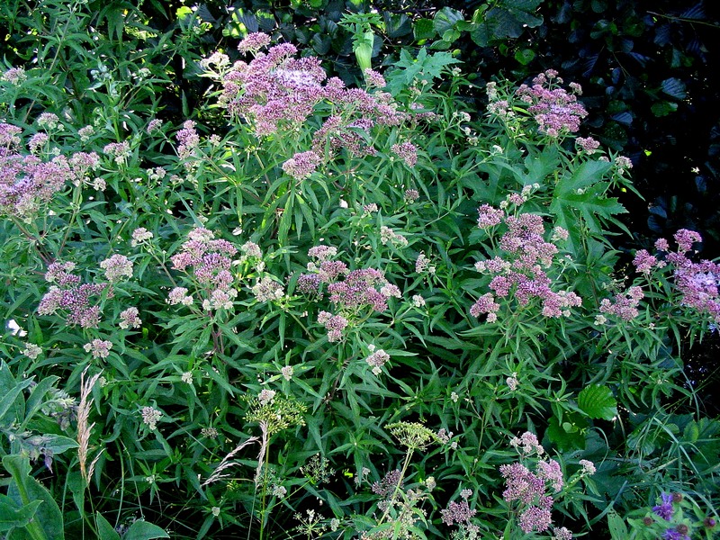 Изображение особи Eupatorium cannabinum.