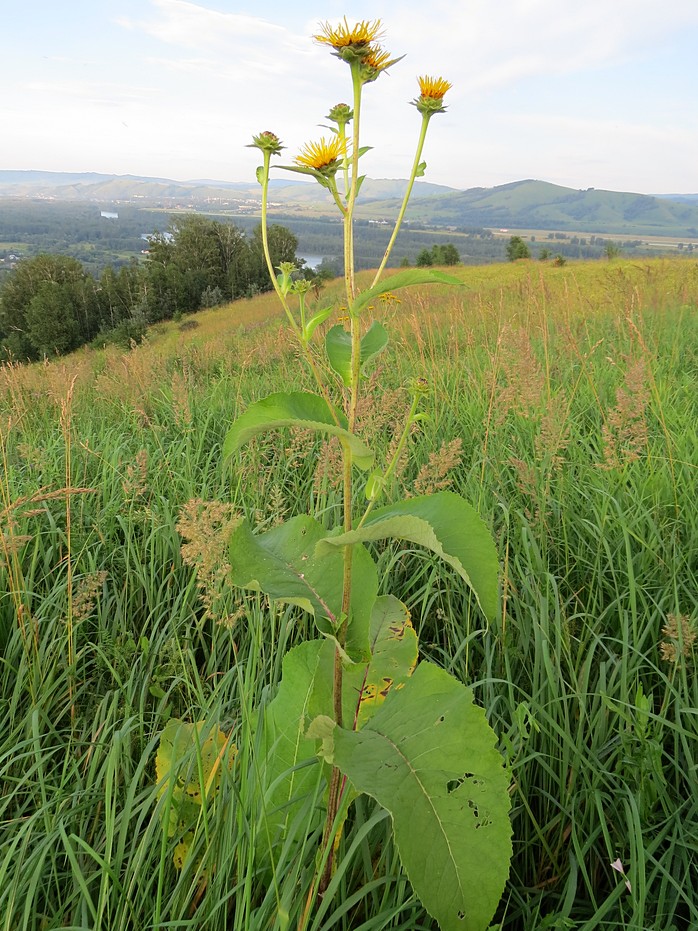 Image of Inula helenium specimen.