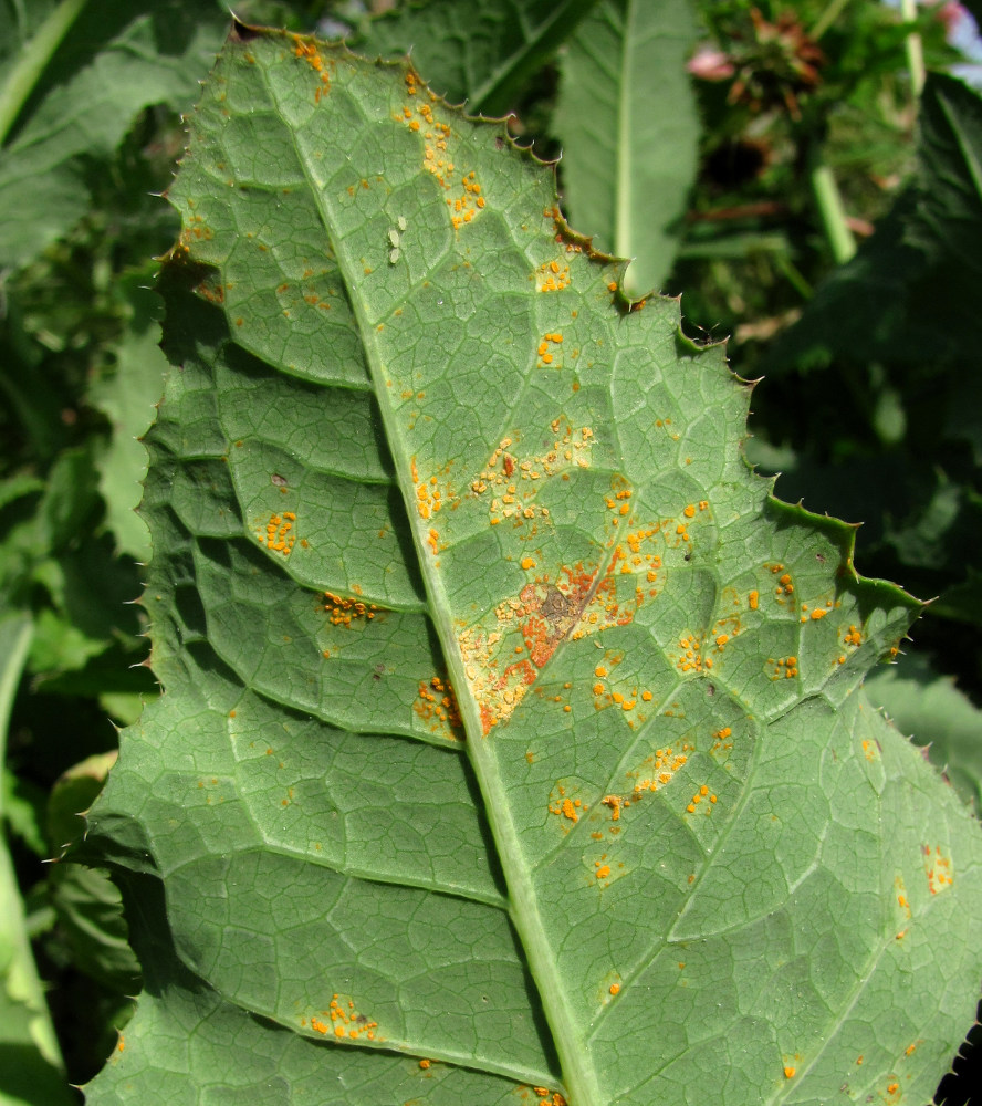 Image of Sonchus arvensis specimen.