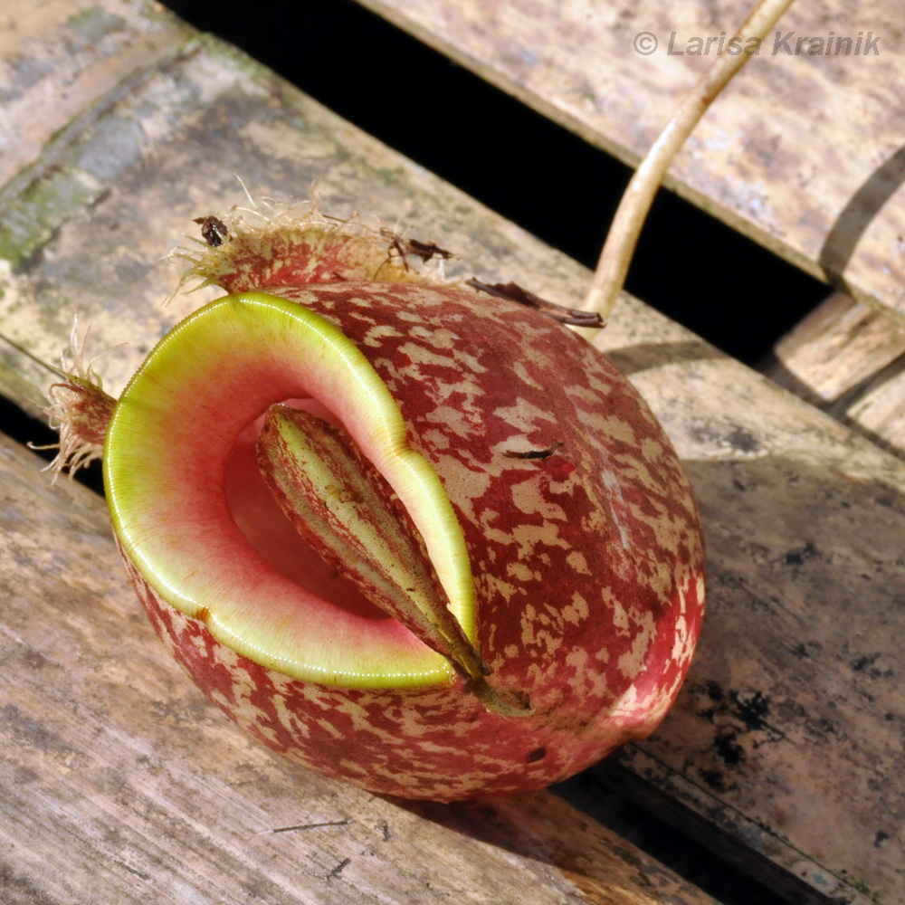 Image of Nepenthes ampullaria specimen.