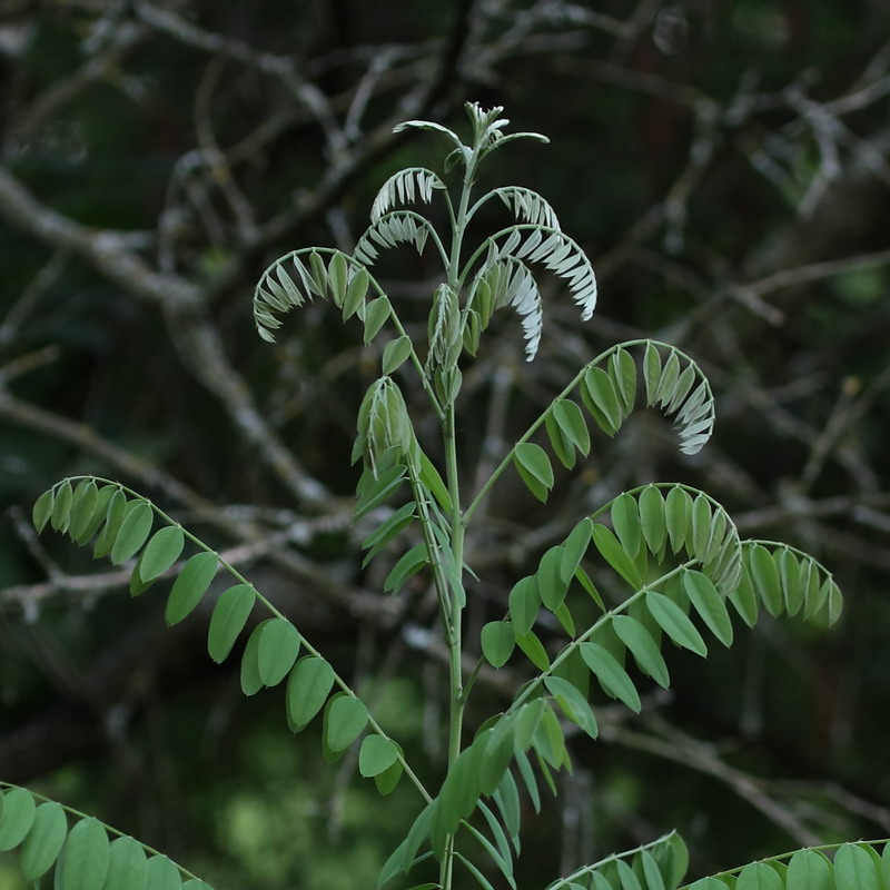 Изображение особи Amorpha fruticosa.