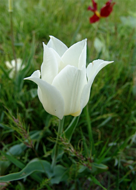 Image of Tulipa suaveolens specimen.