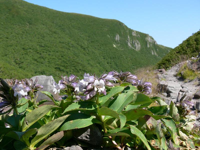 Image of Pennellianthus frutescens specimen.