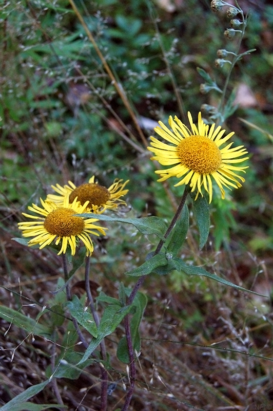 Image of Inula britannica specimen.