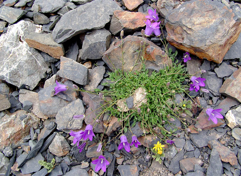 Изображение особи Campanula petrophila.