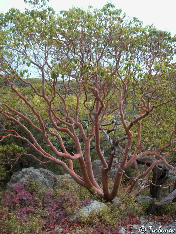 Image of Arbutus andrachne specimen.