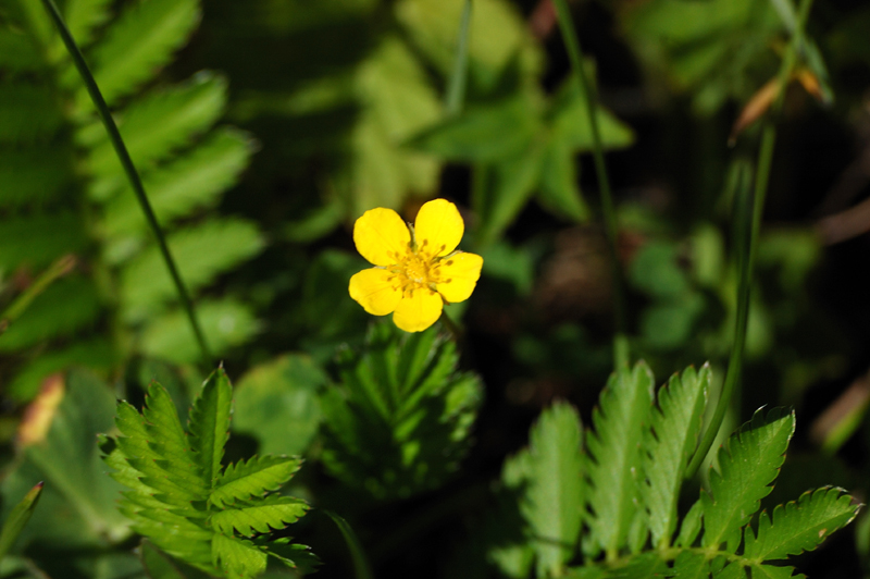 Image of Potentilla anserina specimen.