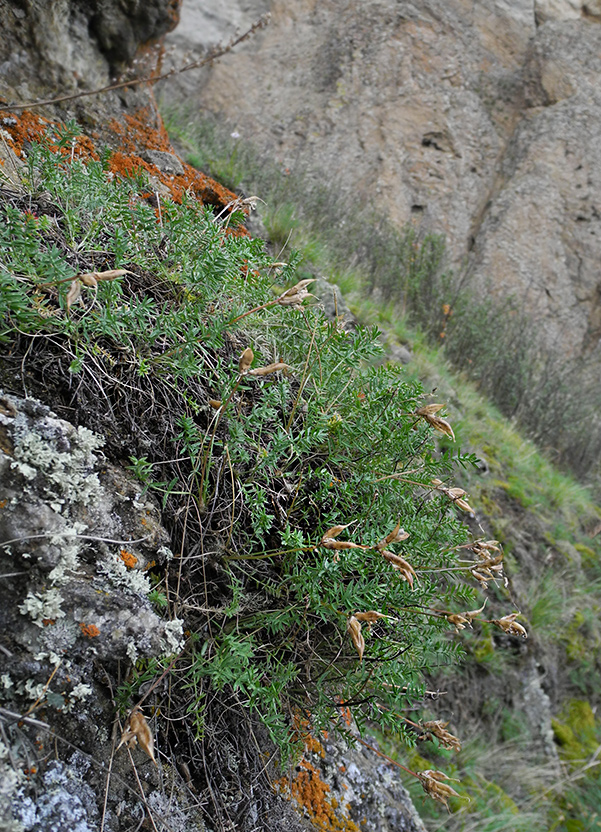 Изображение особи Oxytropis oxyphylloides.