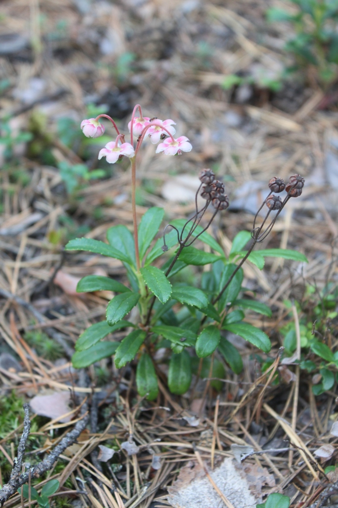 Image of Chimaphila umbellata specimen.