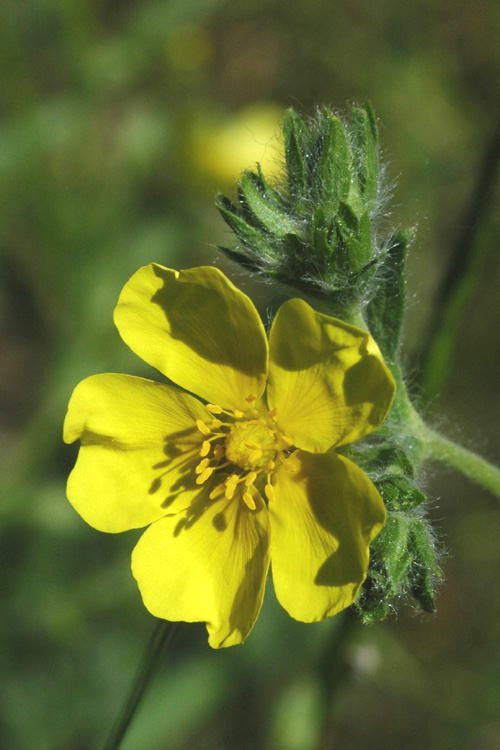 Изображение особи Potentilla pedata.