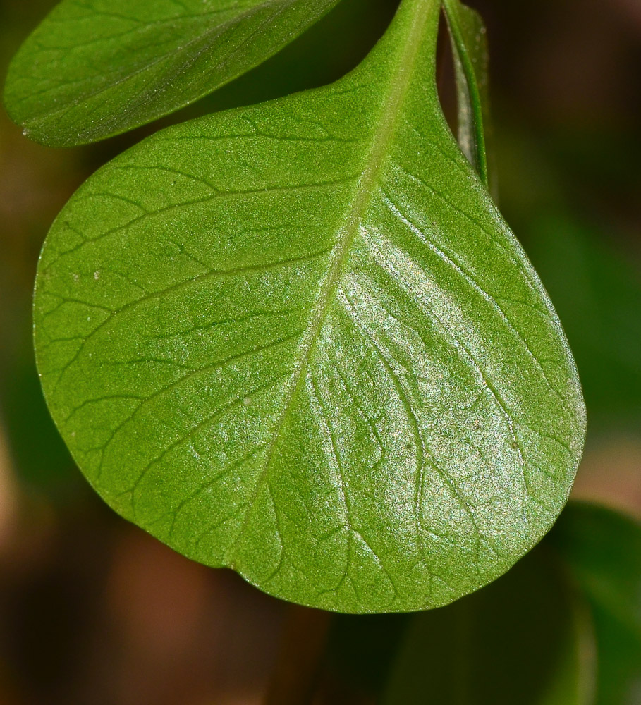 Изображение особи Rhus laevigata.