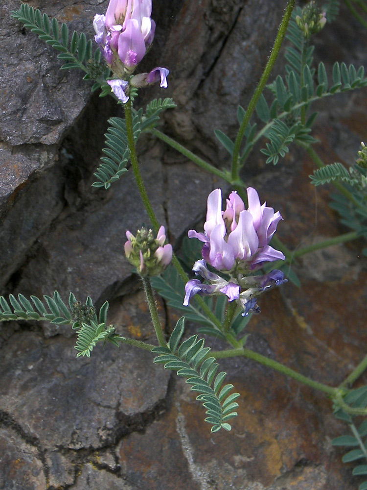 Изображение особи Astragalus captiosus.