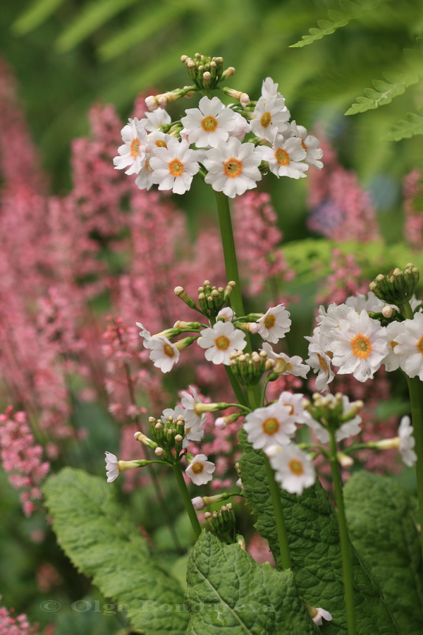 Image of Primula japonica specimen.