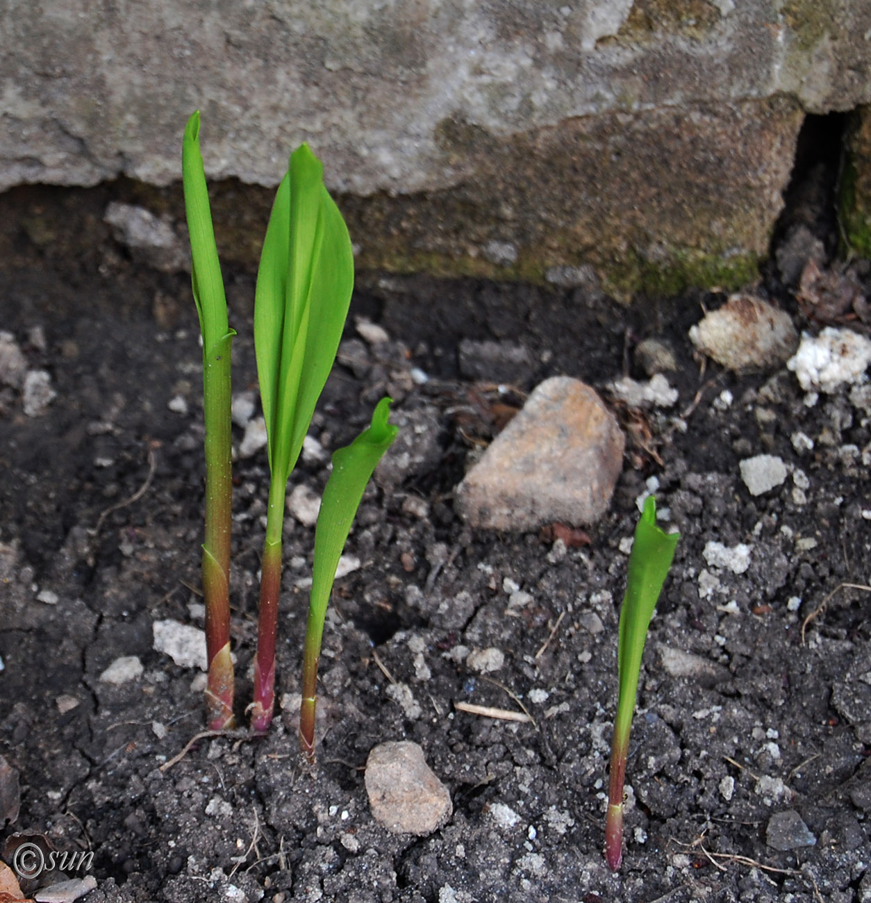 Изображение особи Convallaria majalis.