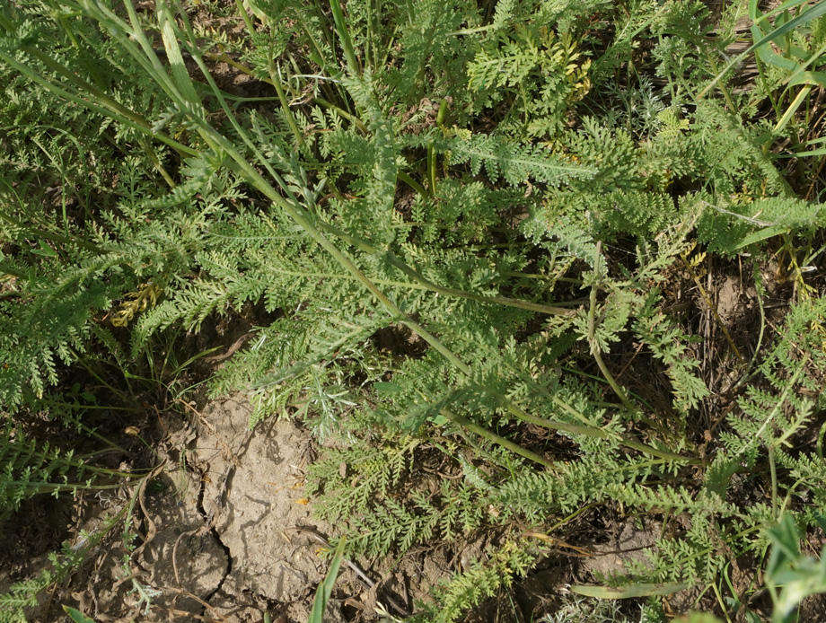 Image of Tanacetum tanacetoides specimen.