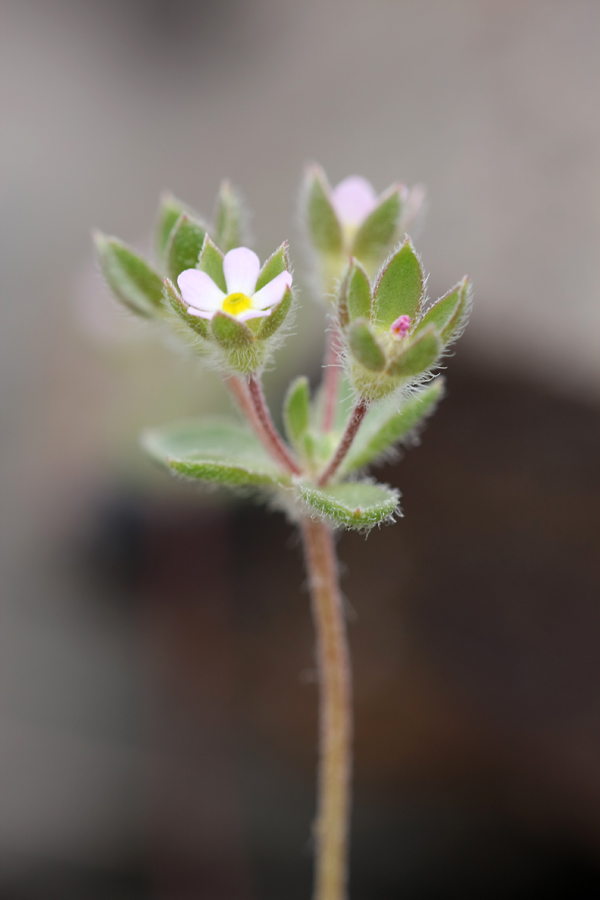 Image of Androsace maxima specimen.