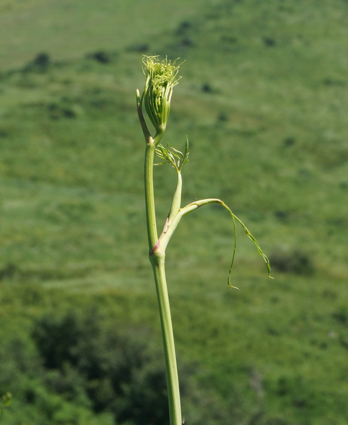 Изображение особи Peucedanum morisonii.