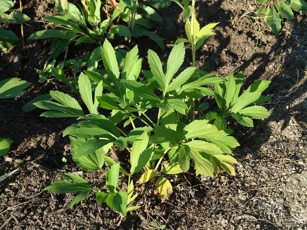 Image of Rudbeckia laciniata var. hortensia specimen.