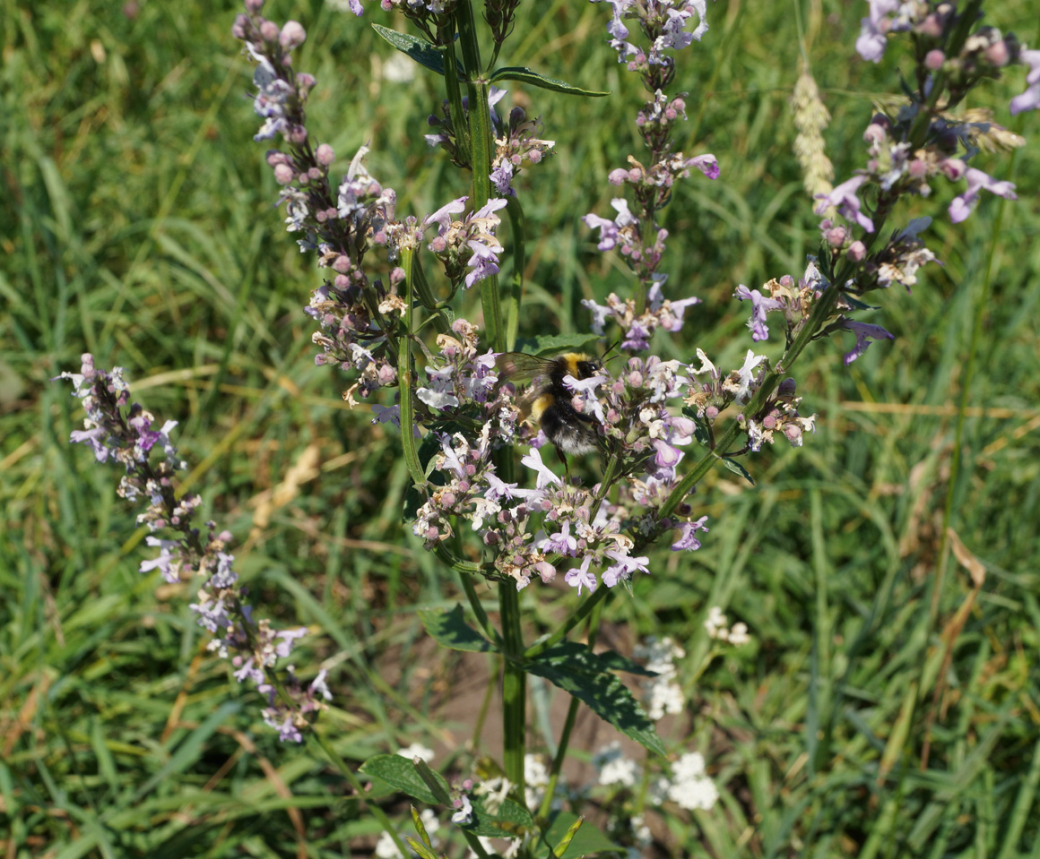 Image of Nepeta nuda specimen.