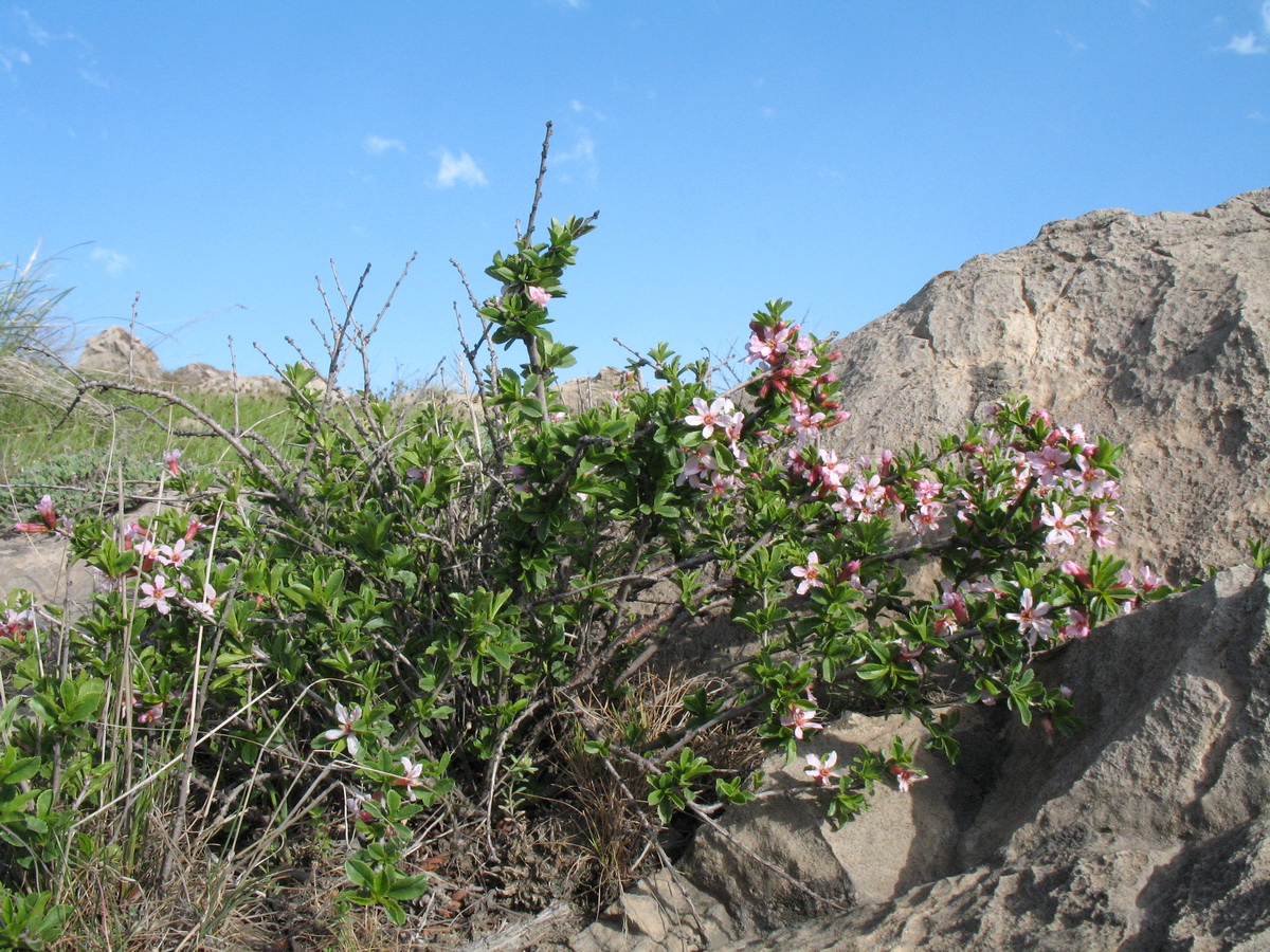 Image of Cerasus tianshanica specimen.